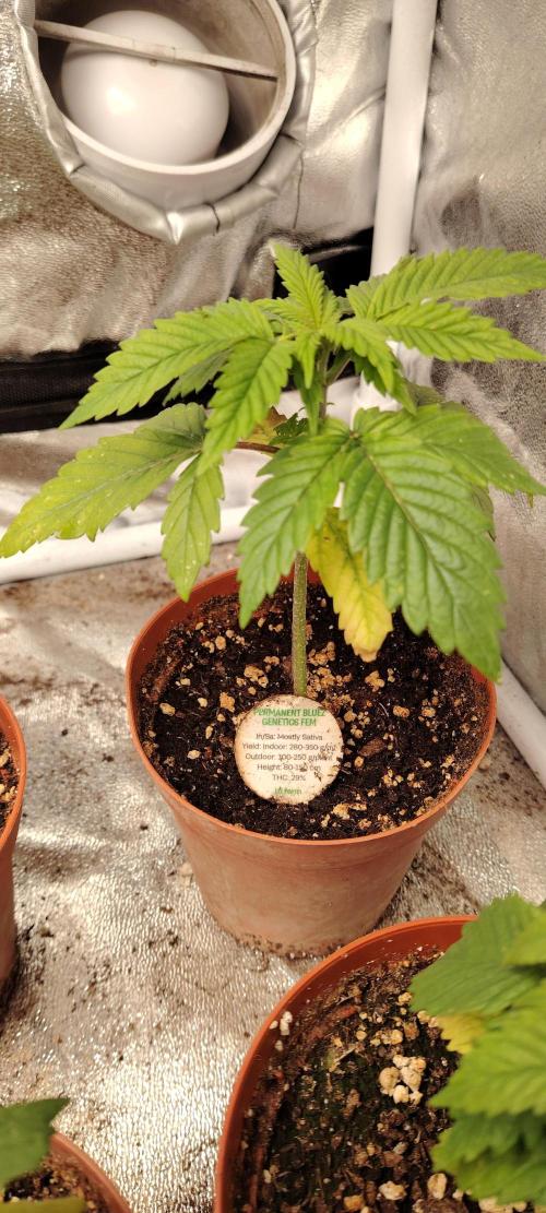 IZI Contest Permanent BlueZ. Week 3