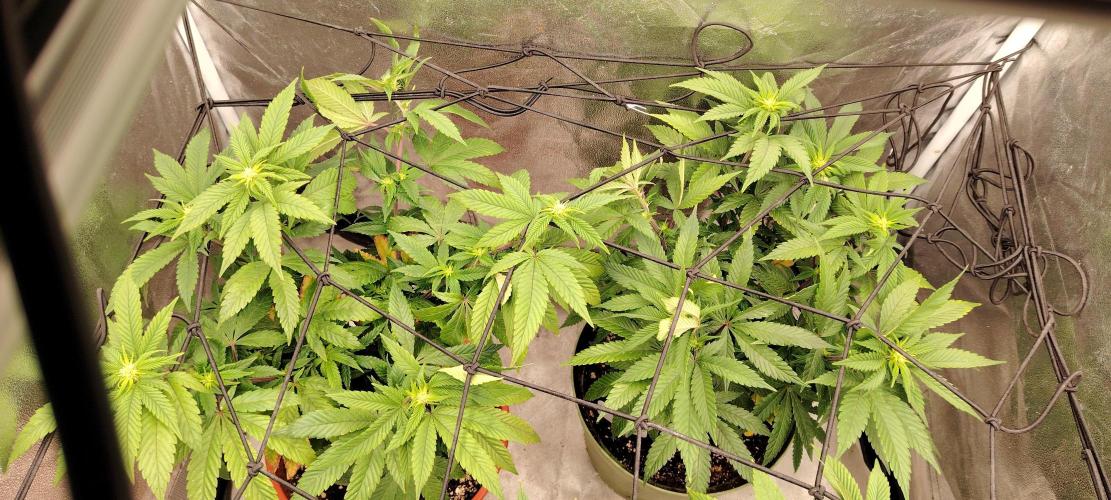 DOS Si DOS 33. Week 9