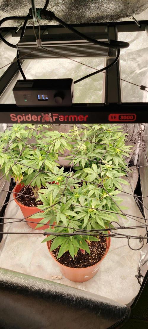 DOS Si DOS 33. Week 9