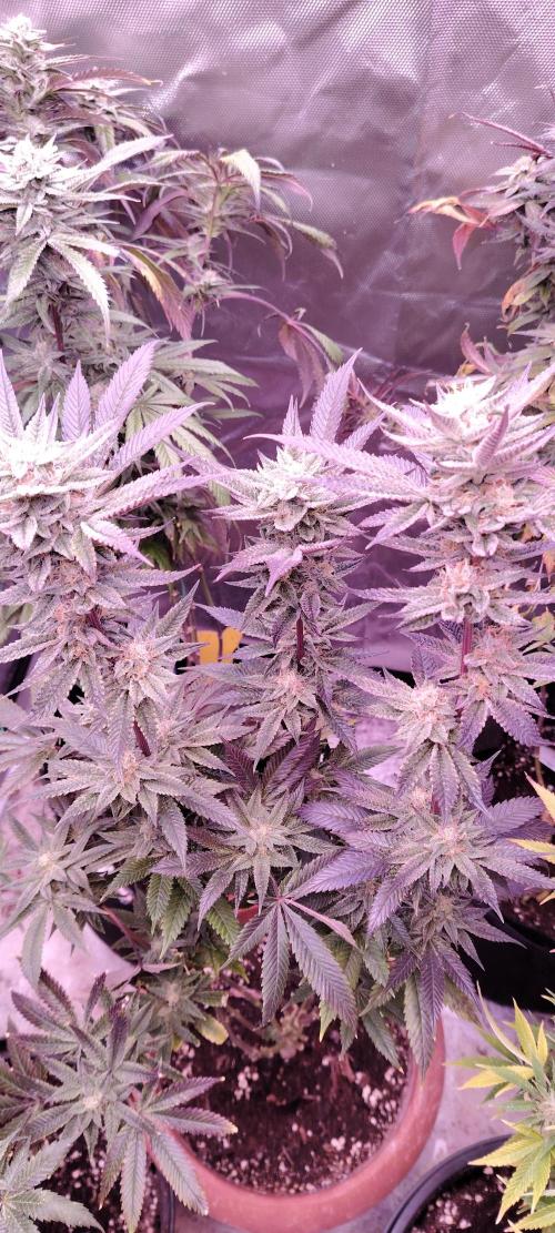 RS 11 X Banana OG. Week 11