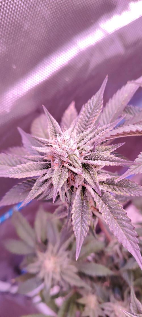 RS 11 X Banana OG. Week 11