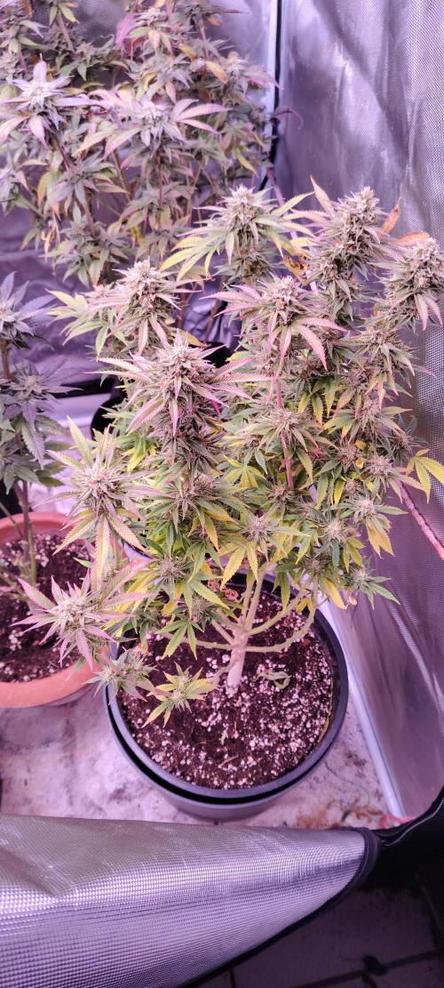 Zamnesia Grease Monkey. Week 14