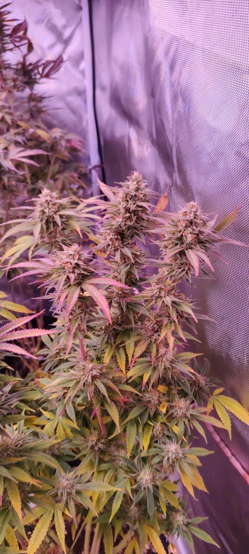 Zamnesia Grease Monkey. Week 14