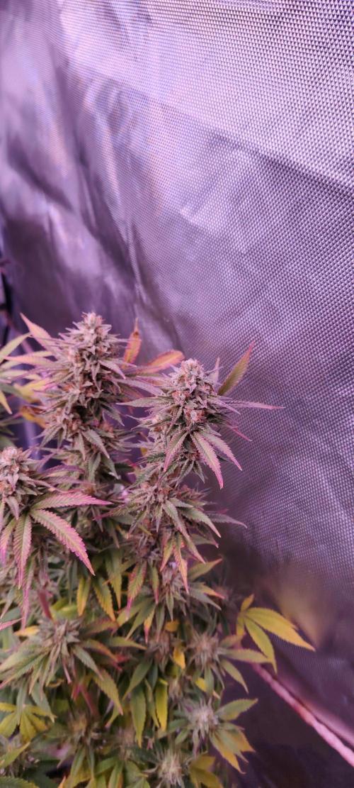 Zamnesia Grease Monkey. Week 14