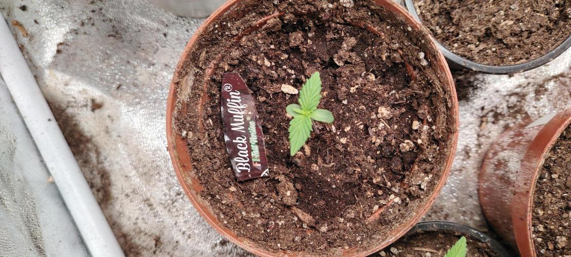 Black Muffin Fast. Week 1