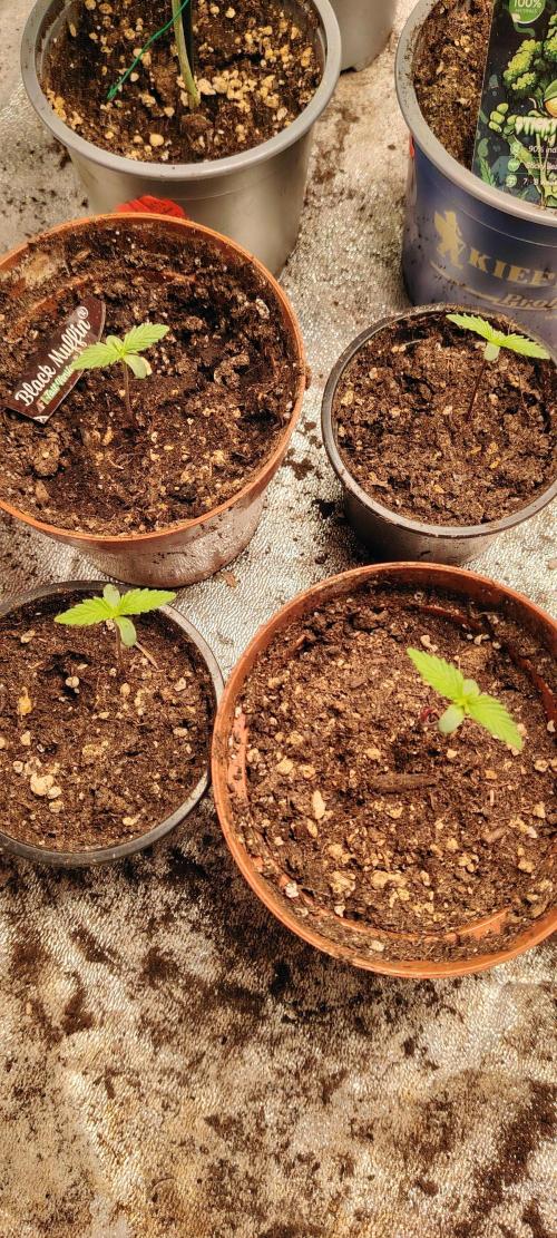 Black Muffin Fast. Week 1