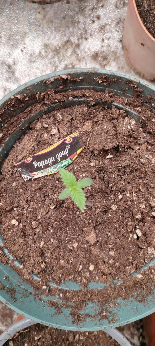 Papaya Zoap FAST. Week 1