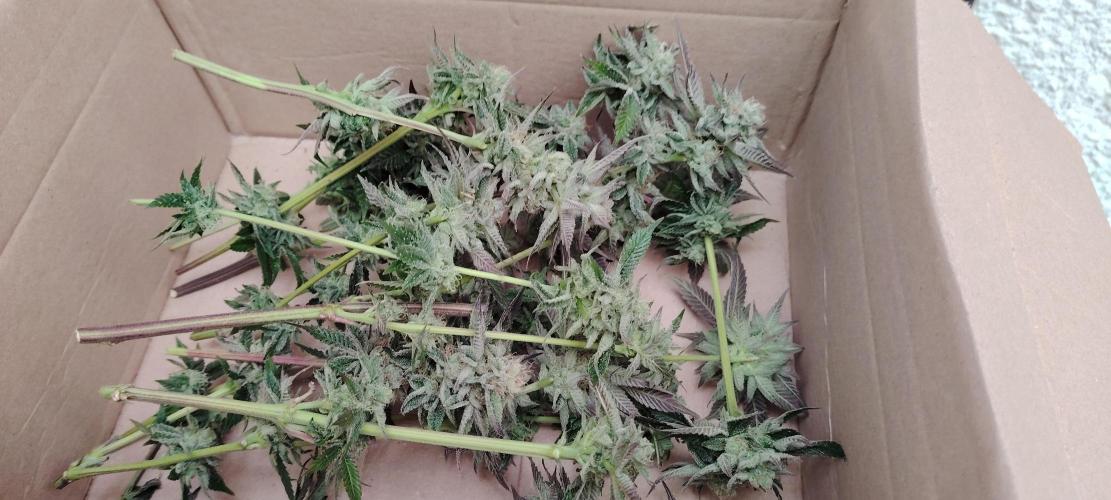 RS 11 X Banana OG. Week 12