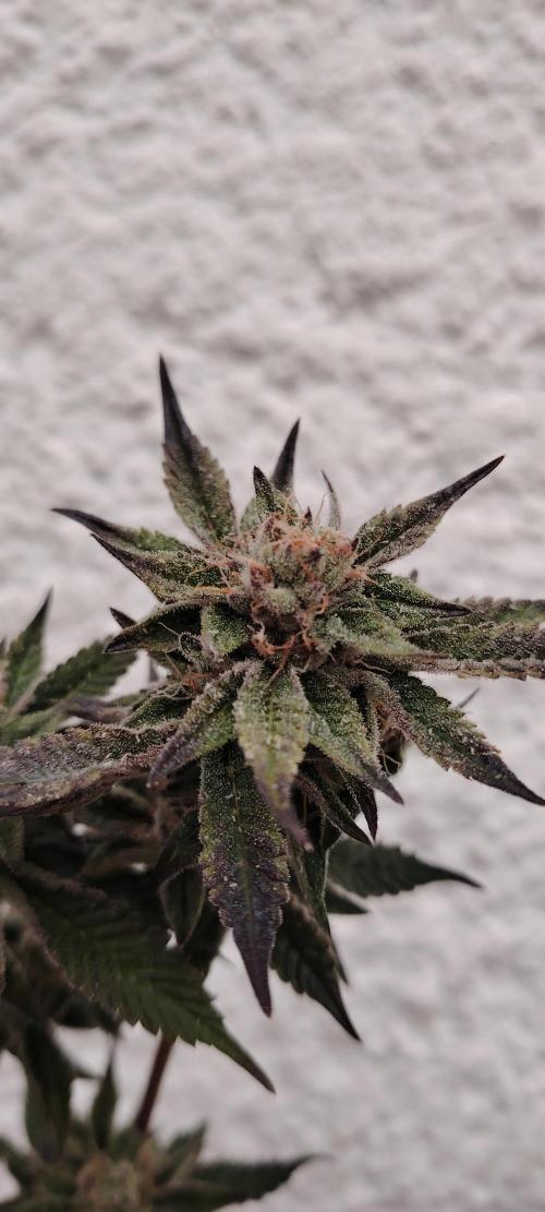 RS 11 X Banana OG. Week 12