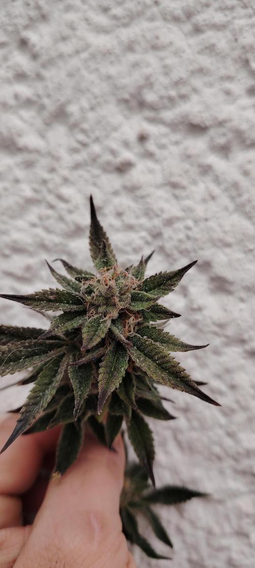 RS 11 X Banana OG. Week 12