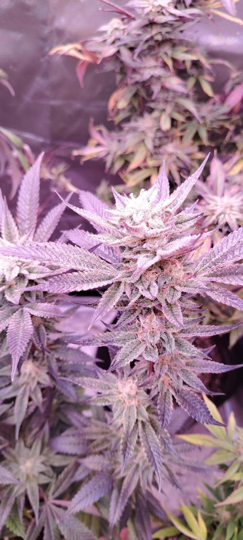 Ghost Train Haze. Week 15
