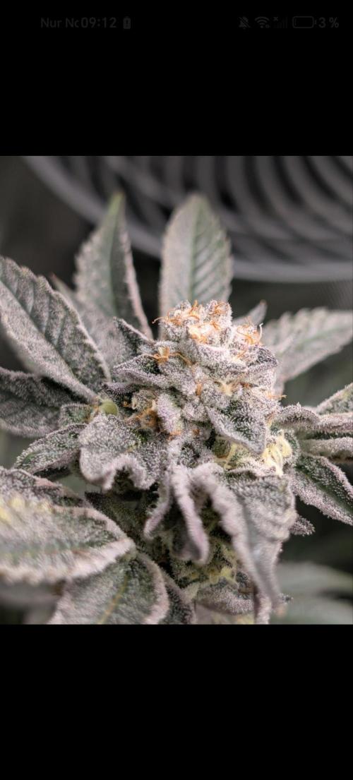 Zamnesia Grease Monkey. Week 15
