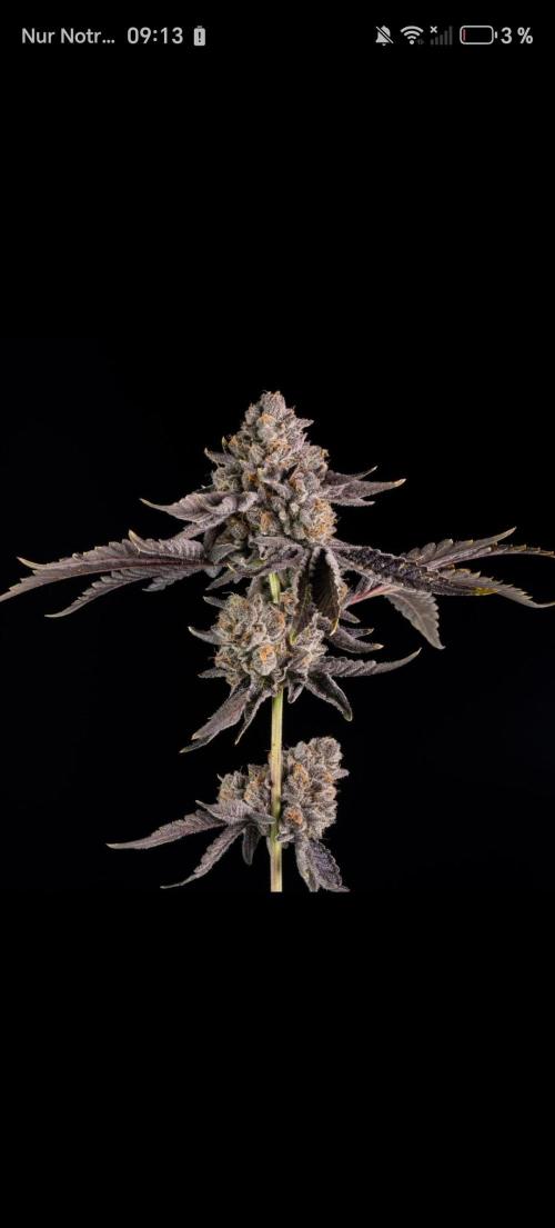 Zamnesia Grease Monkey. Week 15