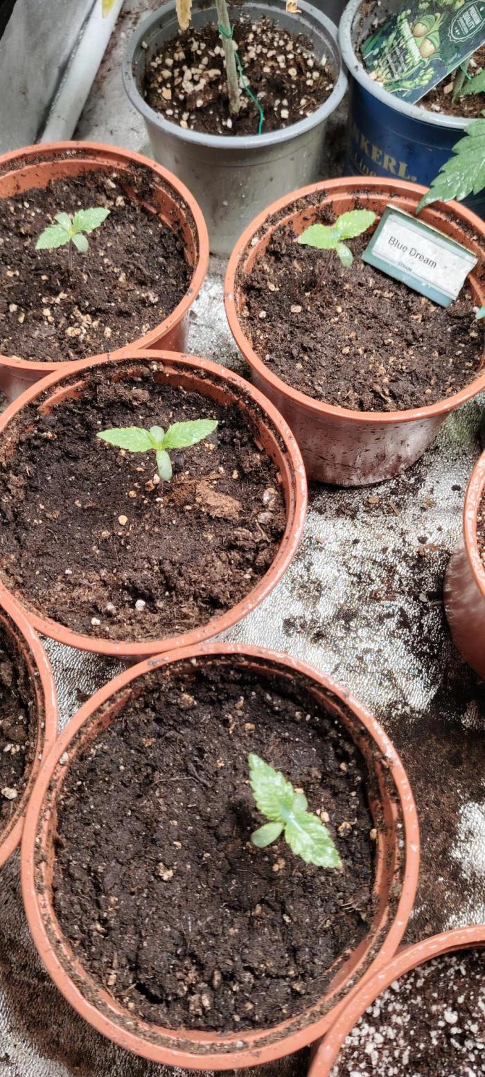BLUE DREAM *_*. Week 1