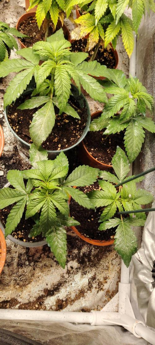 Papaya Zoap FAST. Week 2