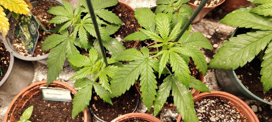 Papaya Zoap FAST. Week 2