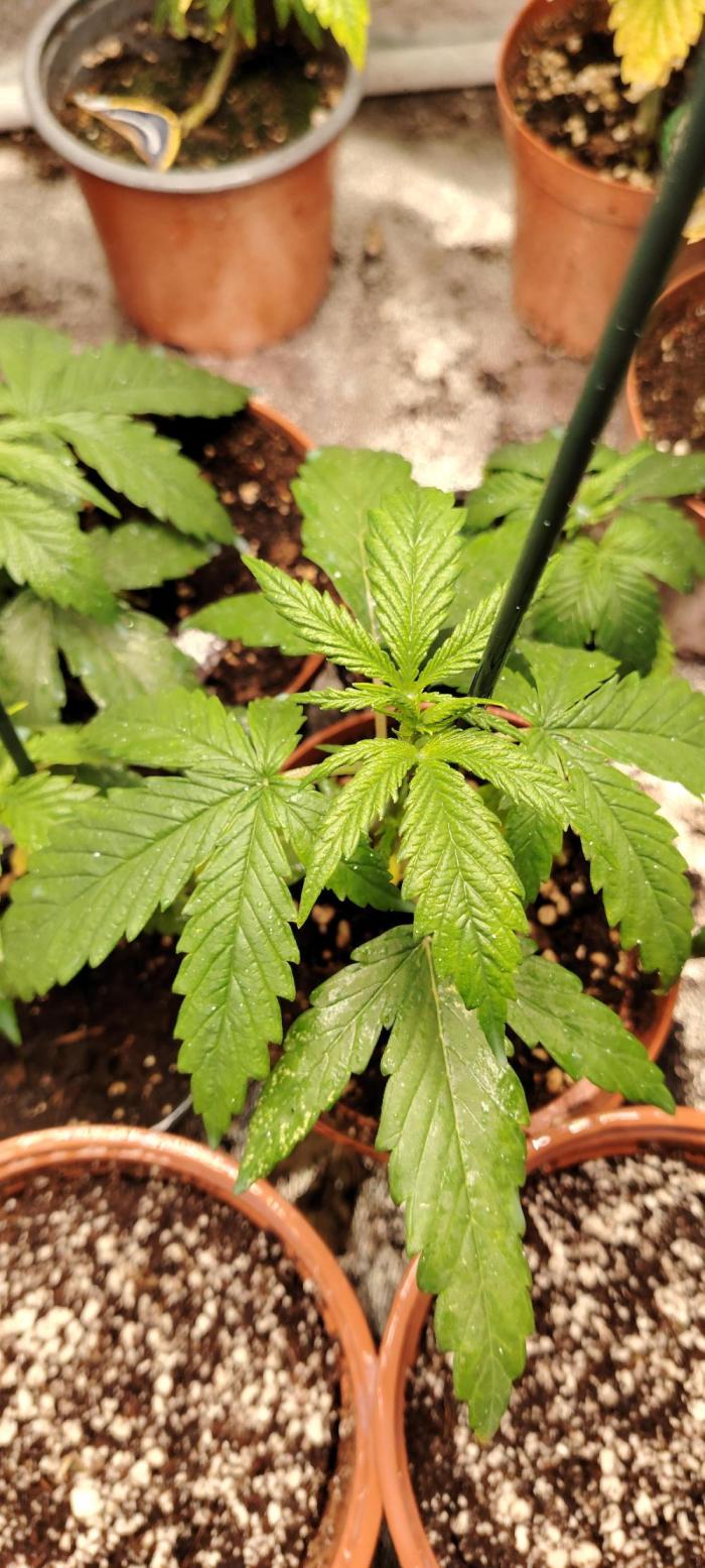 Black Muffin Fast. Week 2