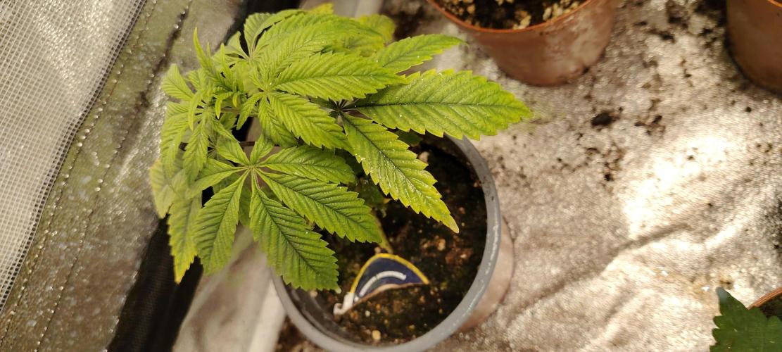 Super Strains Seeds. Week 3