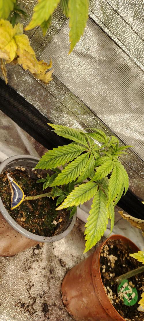 Super Strains Seeds. Week 3