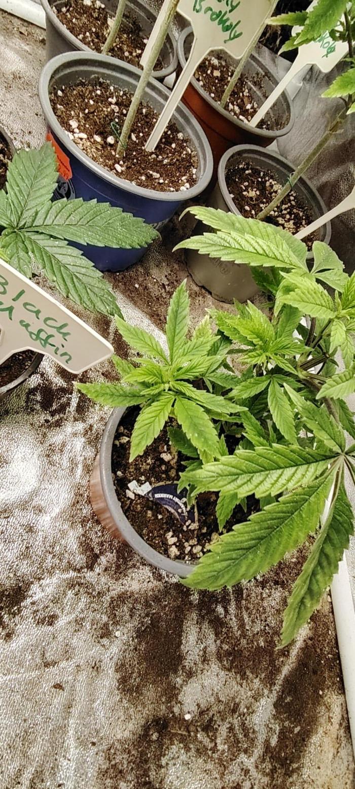 Super Strains Seeds. Week 4