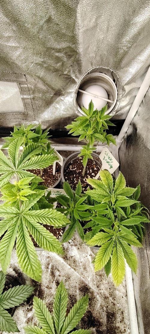 Eternity Grow Cup 2026 Sticky Broccoli. Week 5