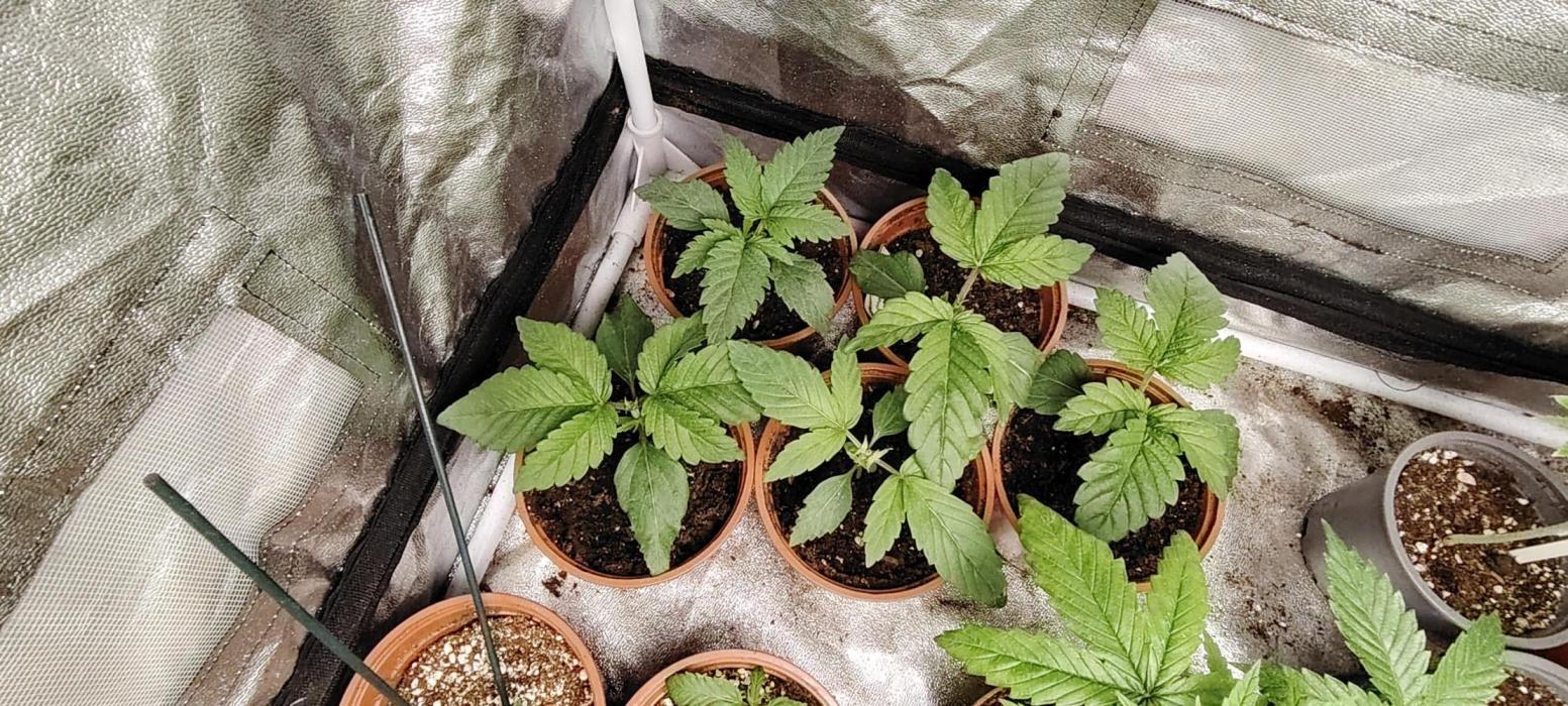 BLUE DREAM *_*. Week 2
