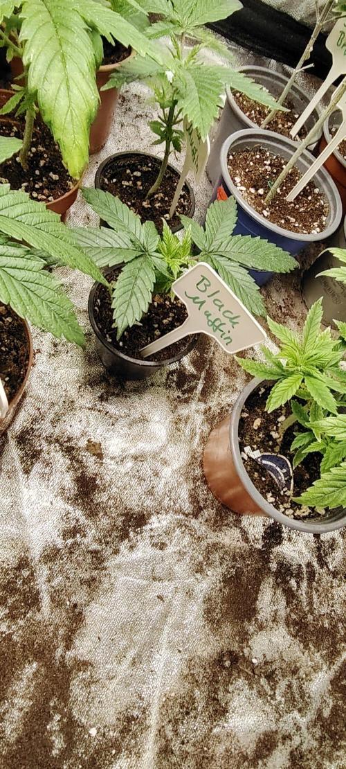 Black Muffin Fast. Week 3
