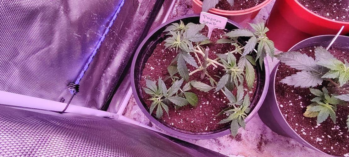 Papaya Zoap FAST. Week 3