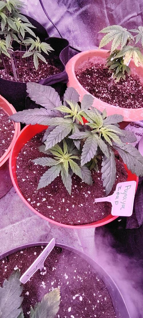Papaya Zoap FAST. Week 3