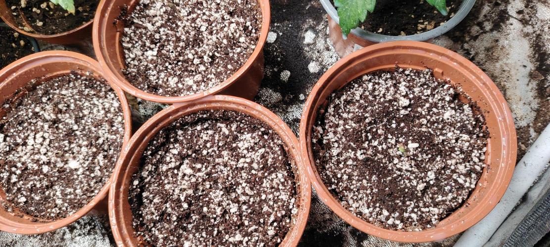 The sweet candy one. Week 0