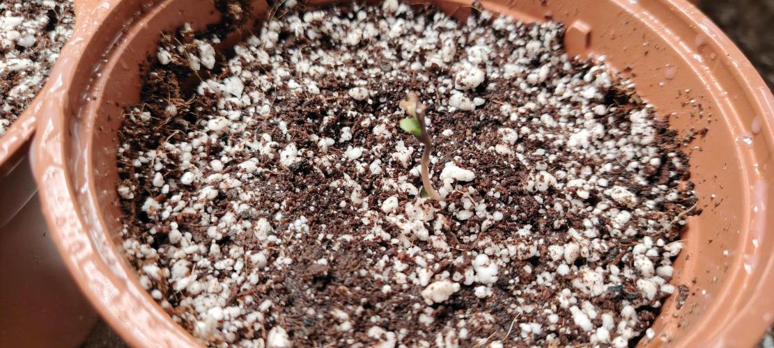 The sweet candy one. Week 0