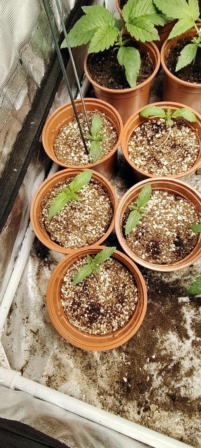 The sweet candy one. Week 1