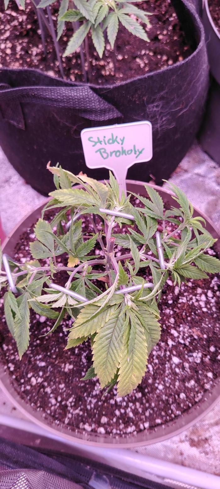 Eternity Grow Cup 2026 Sticky Broccoli. Week 6