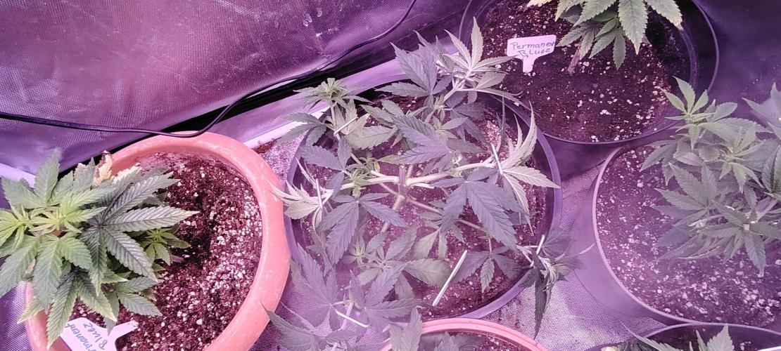 Papaya Zoap FAST. Week 4