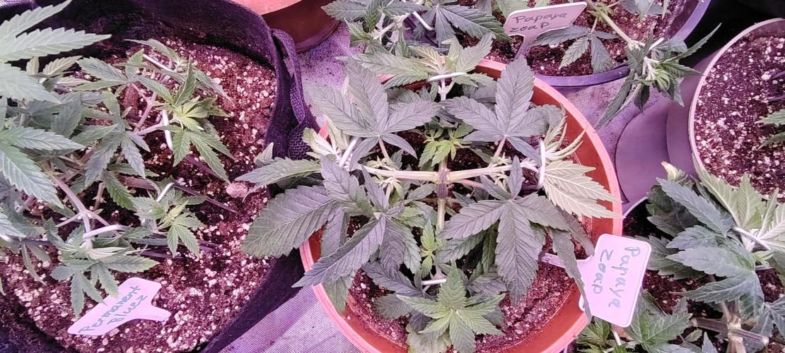 Papaya Zoap FAST. Week 4