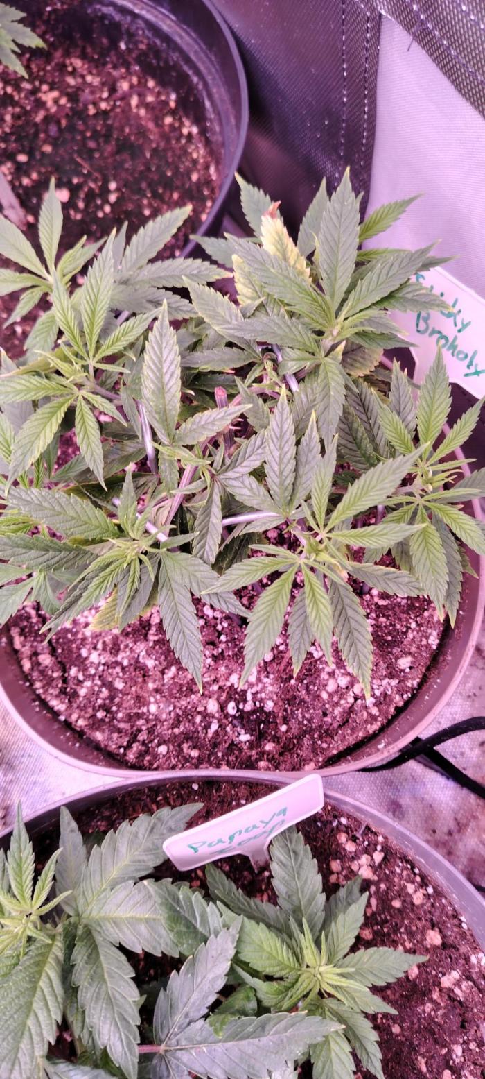 Eternity Grow Cup 2026 Sticky Broccoli. Week 7