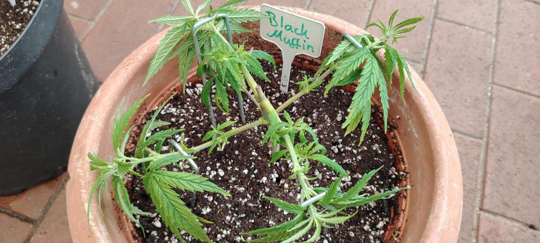 Black Muffin Fast. Week 4