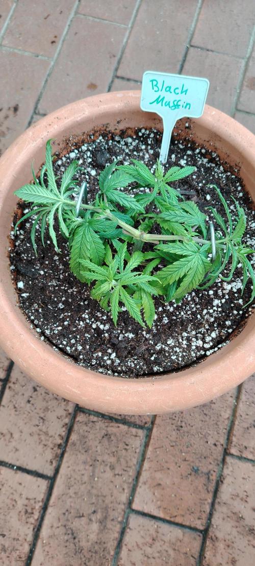 Black Muffin Fast. Week 4