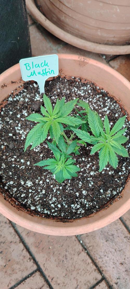 Black Muffin Fast. Week 4