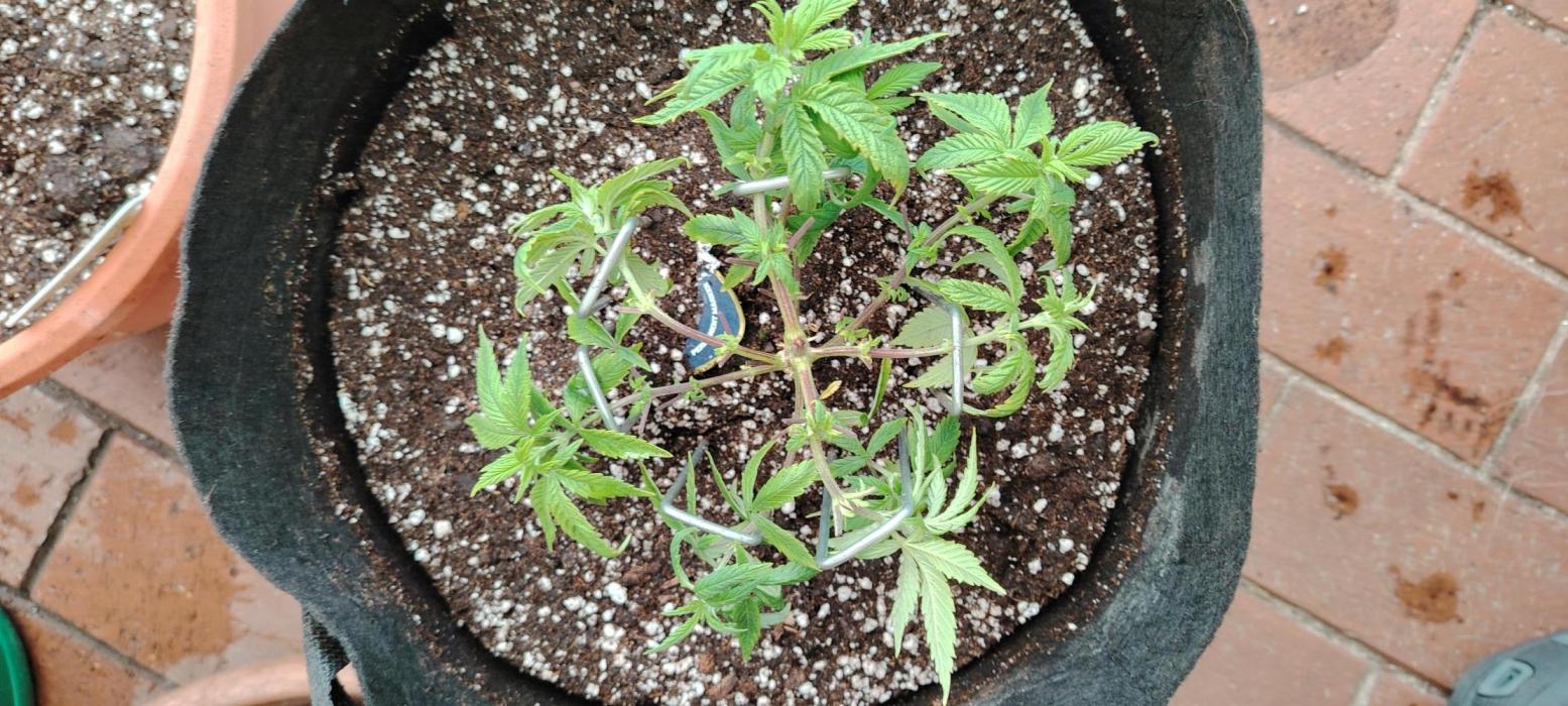 Super Strains Seeds. Week 5