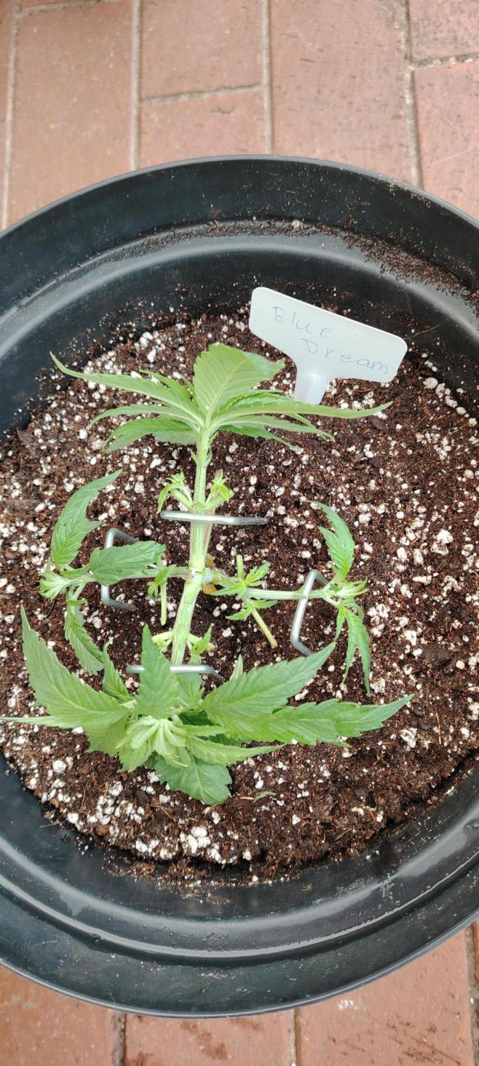BLUE DREAM *_*. Week 3