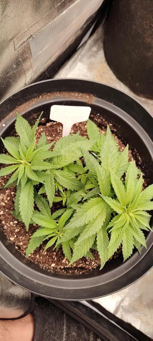 BLUE DREAM *_*. Week 4