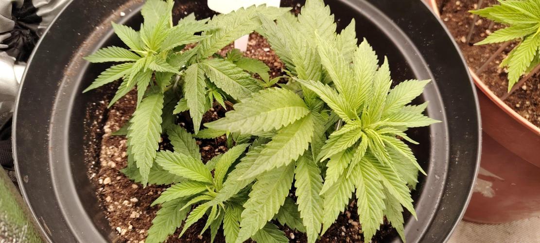 BLUE DREAM *_*. Week 4