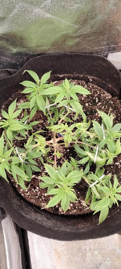 Super Strains Seeds. Week 6