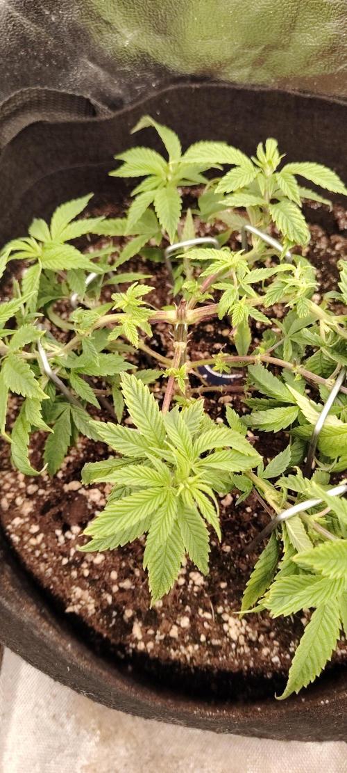 Super Strains Seeds. Week 6