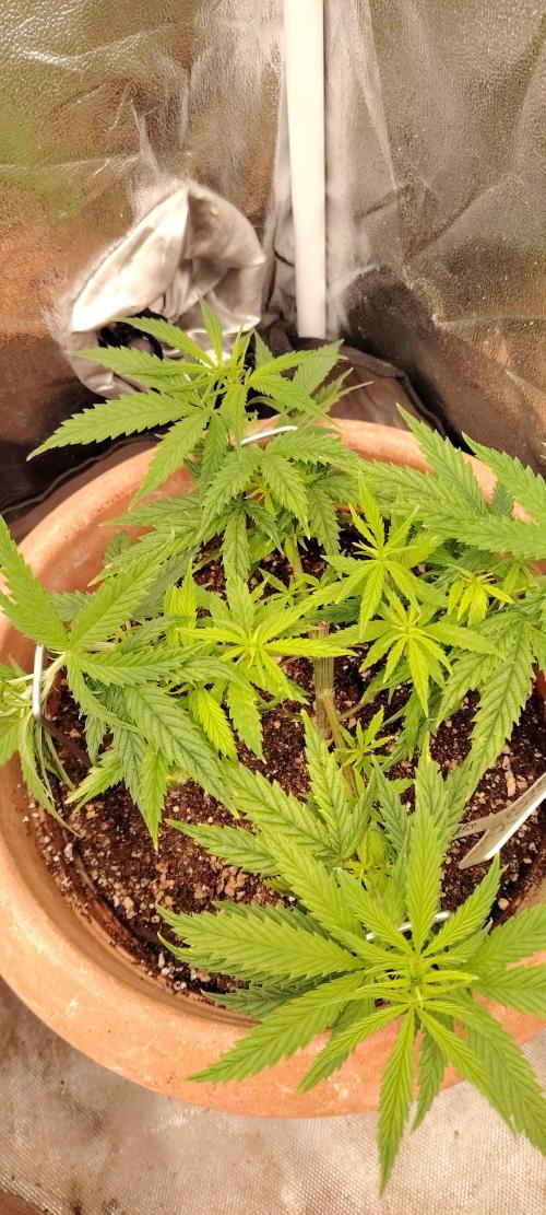 Black Muffin F1 Fast Version. Week 5