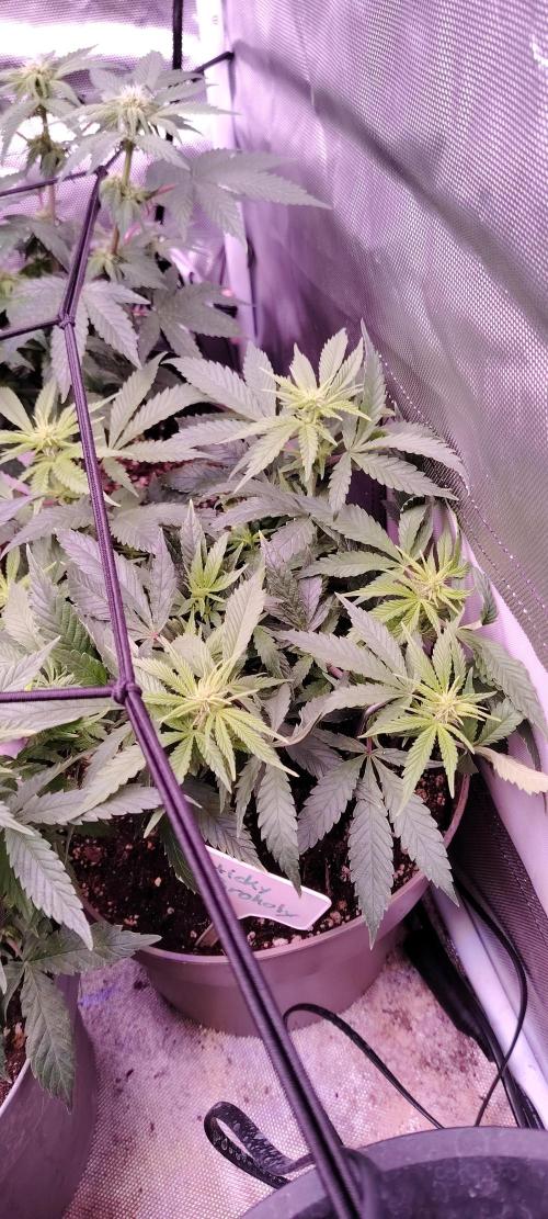 Eternity Grow Cup 2026 Sticky Broccoli. Week 8