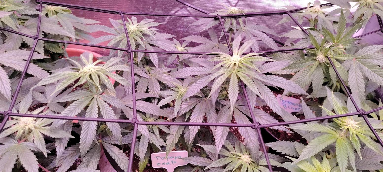 Papaya Zoap FAST. Week 5