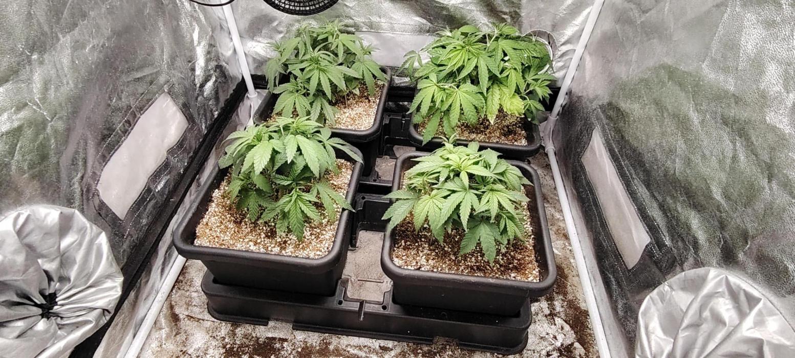 The sweet candy one. Week 2