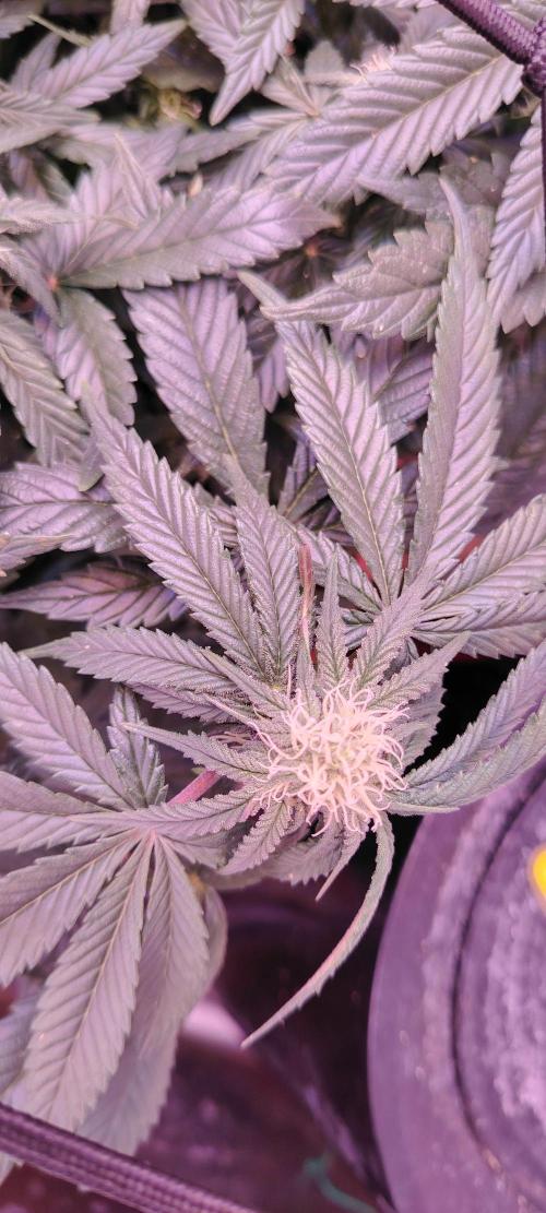 Papaya Zoap FAST. Week 6